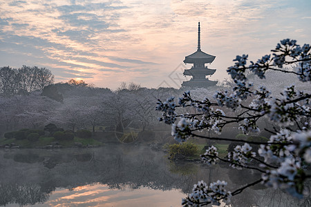 武汉樱花季必到景点武汉东湖磨山樱园背景