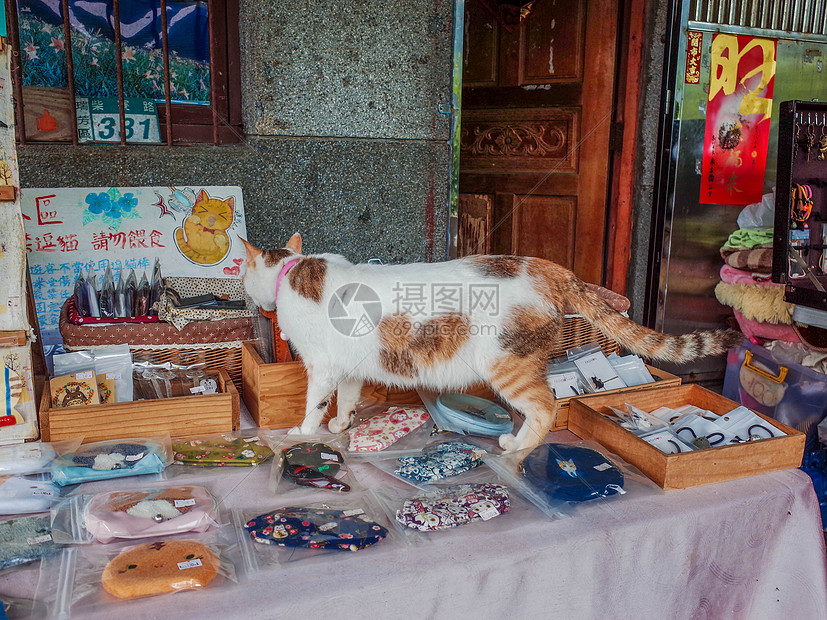 台湾瑞芳侯硐猫村的猫高清图片下载 正版图片 摄图网
