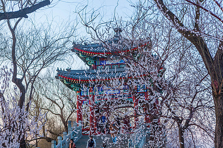 桃花与古建筑北京颐和园西提桃花背景