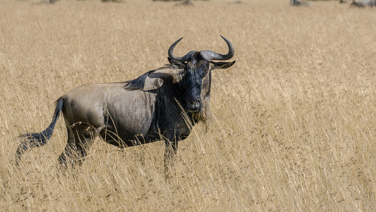 非洲水牛野牛背景