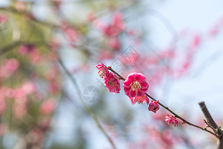 梅花图片