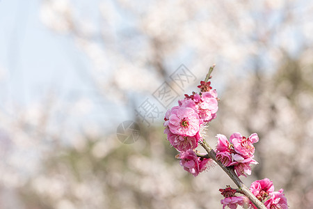 梅花图片