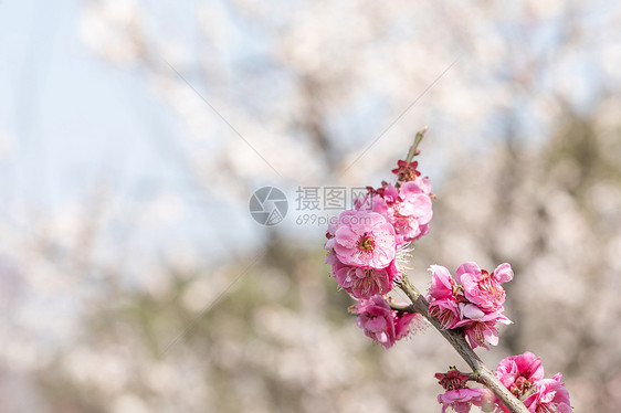 梅花图片