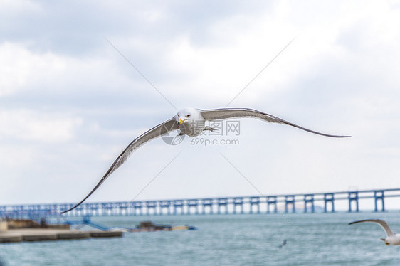 大连星海广场海鸥图片