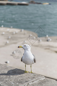 大连星海广场海鸥图片