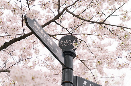 鲁迅公园的樱花背景图片