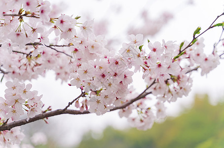 樱花鲁迅公园高清图片