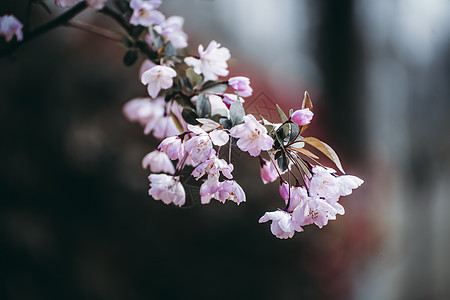 海棠花图片