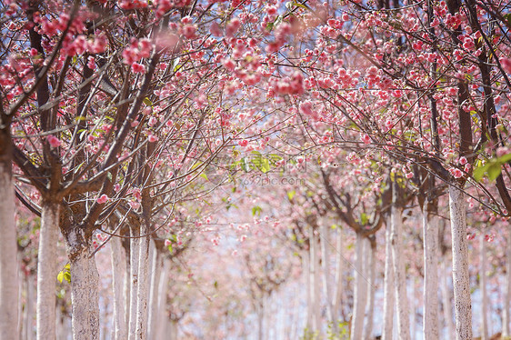 樱花林图片