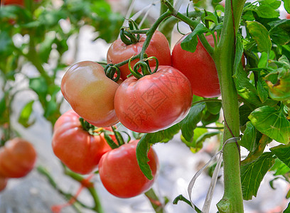 绿色食品认证大棚里成熟有机西红柿背景