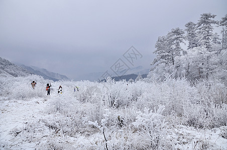 秦岭山冬天雾凇图片