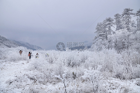 秦岭山冬天雾凇图片