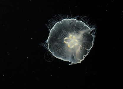 美国阿拉斯加海洋动物中心水母图片