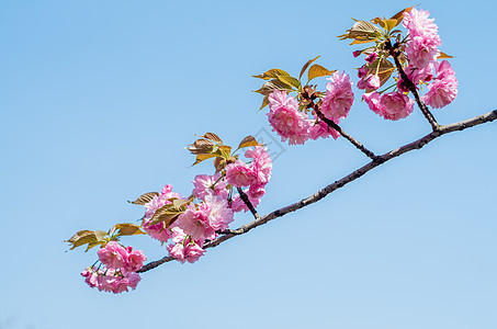 樱花图片