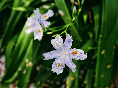 春景白蝴蝶花背景图图片