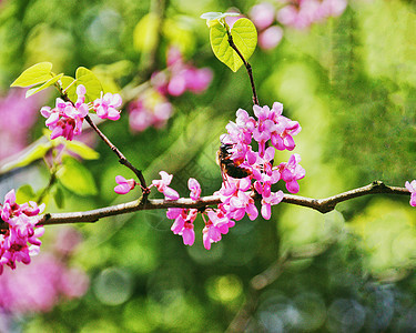 春天蜜蜂飞舞的紫荆花图片