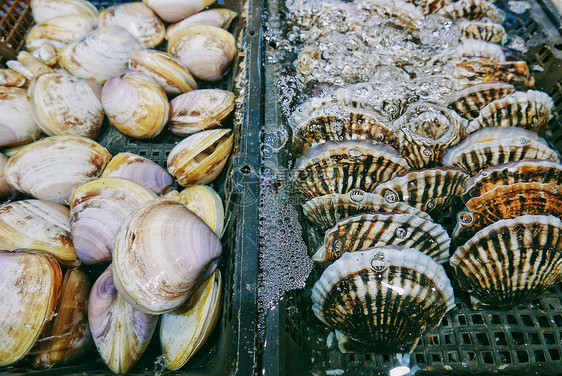 海鲜市场里鲜活的白蛤和扇贝图片