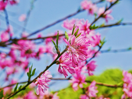 菊花桃枝蔓背景图图片