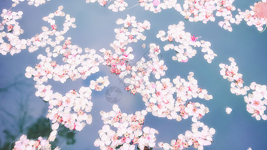唯美樱花图片