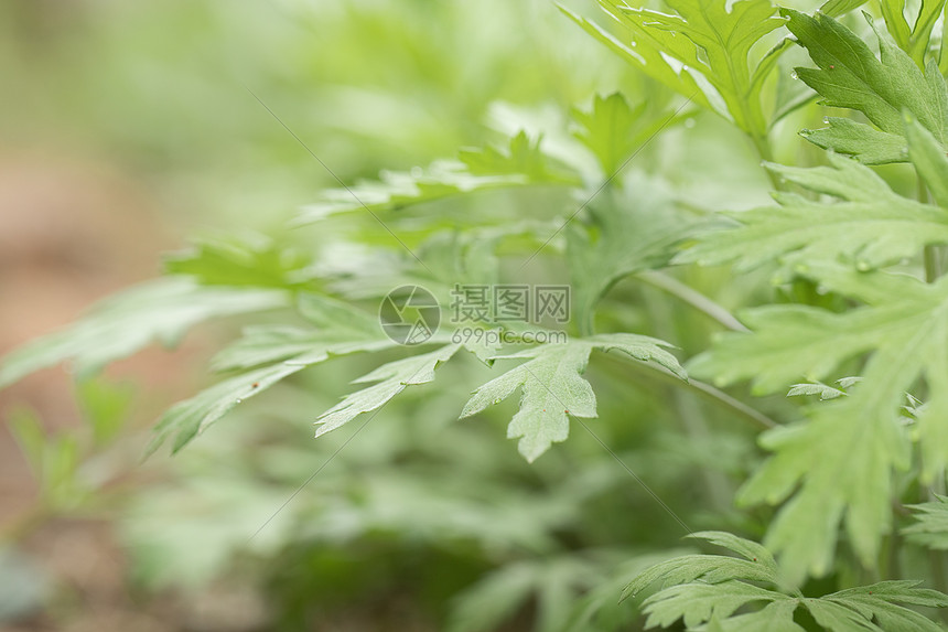 植物艾草高清图片下载 正版图片 摄图网