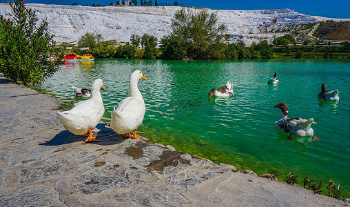 土耳其棉花堡池塘的鸭子背景图片