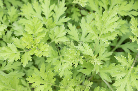 植物艾草图片