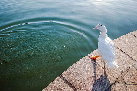 潮汕公园的鸭子背景图片