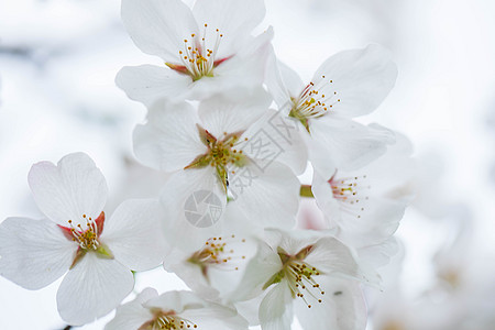 武汉的白色樱花背景图片