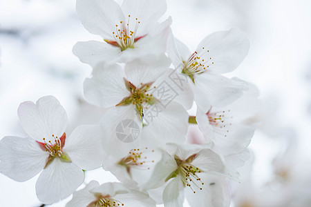 武汉的白色樱花花朵高清图片素材