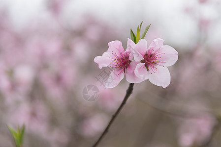 桃花特写图片