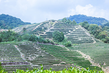 福建南靖土楼周围的茶陵图片