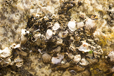厦门黄厝海滩边岩石上的海蛎图片