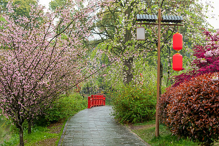 洒满樱花花瓣的樱花道路图片