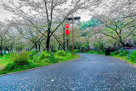 洒满樱花花瓣的樱花道路高清图片