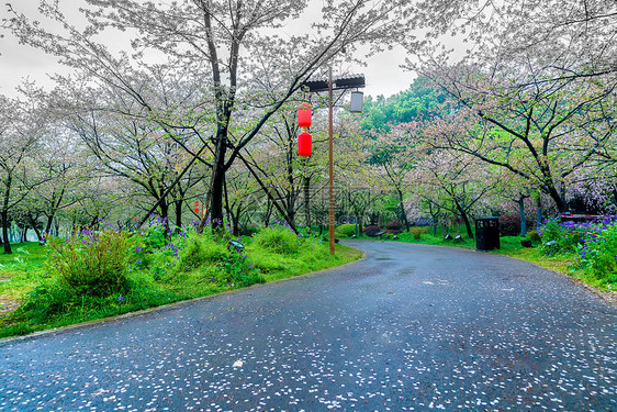 洒满樱花花瓣的樱花道路图片