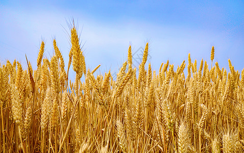 芒种时节金色麦穗背景图片