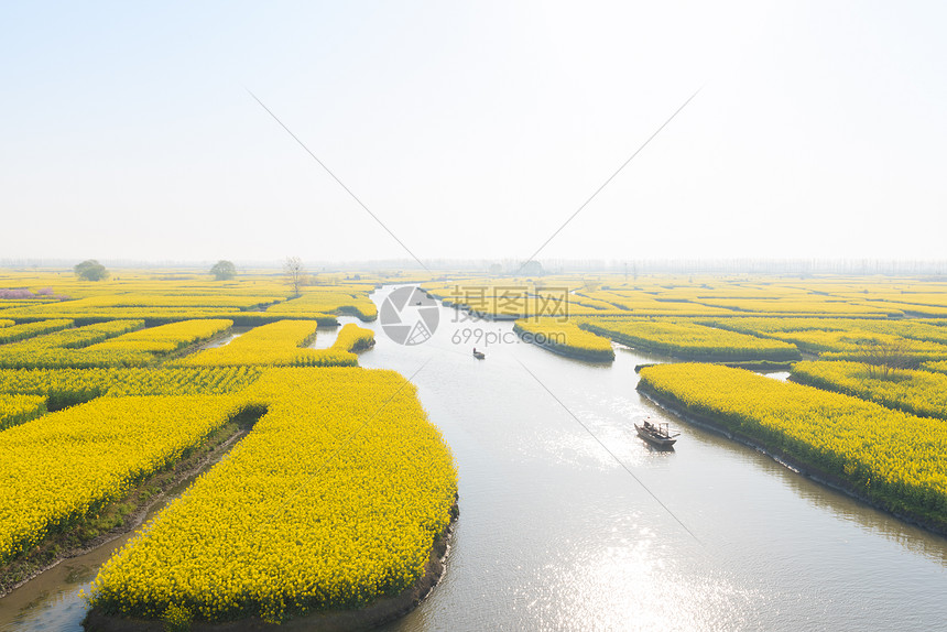 江苏兴化水上油菜花图片