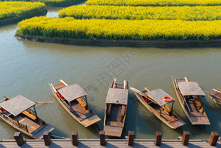 兴化油菜花江苏兴化岸边的游船背景