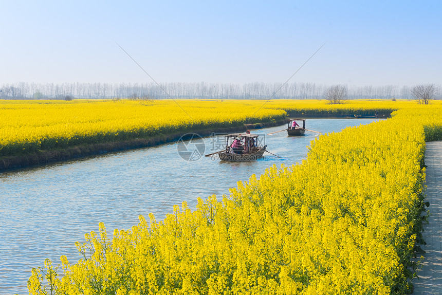 江苏兴化水上油菜花图片