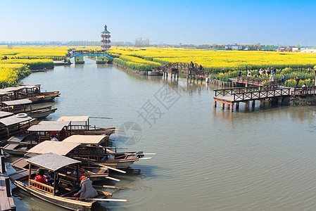 兴化油菜花江苏兴化水上油菜花背景