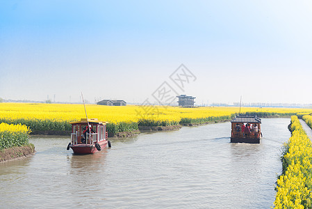 江苏兴化水上油菜花图片