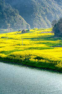 古徽州新安江油菜花海背景图片