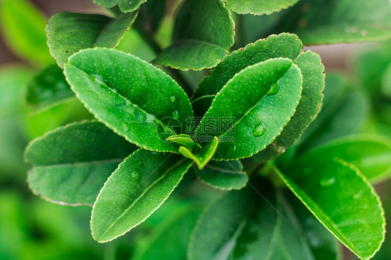 水滴茶树叶图片