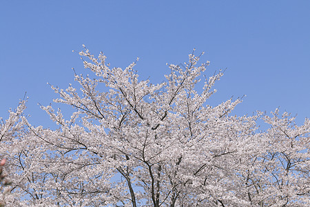 樱花图片