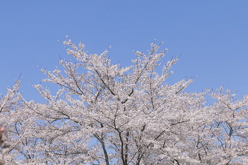 樱花图片