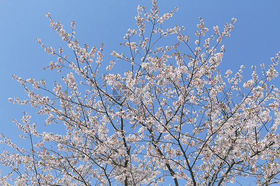 樱花图片