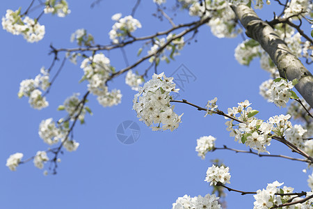 春天的花背景图片 春天的花背景素材 春天的花底图 摄图网