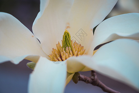 玉兰花花蕊图片