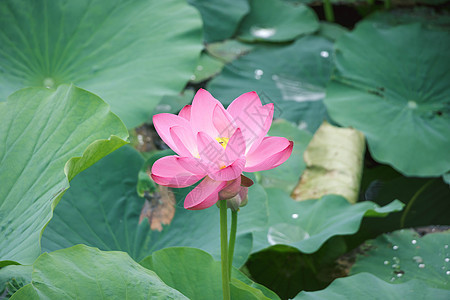 荷花背景图片