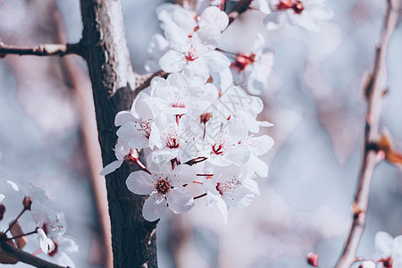 浪漫樱花图片